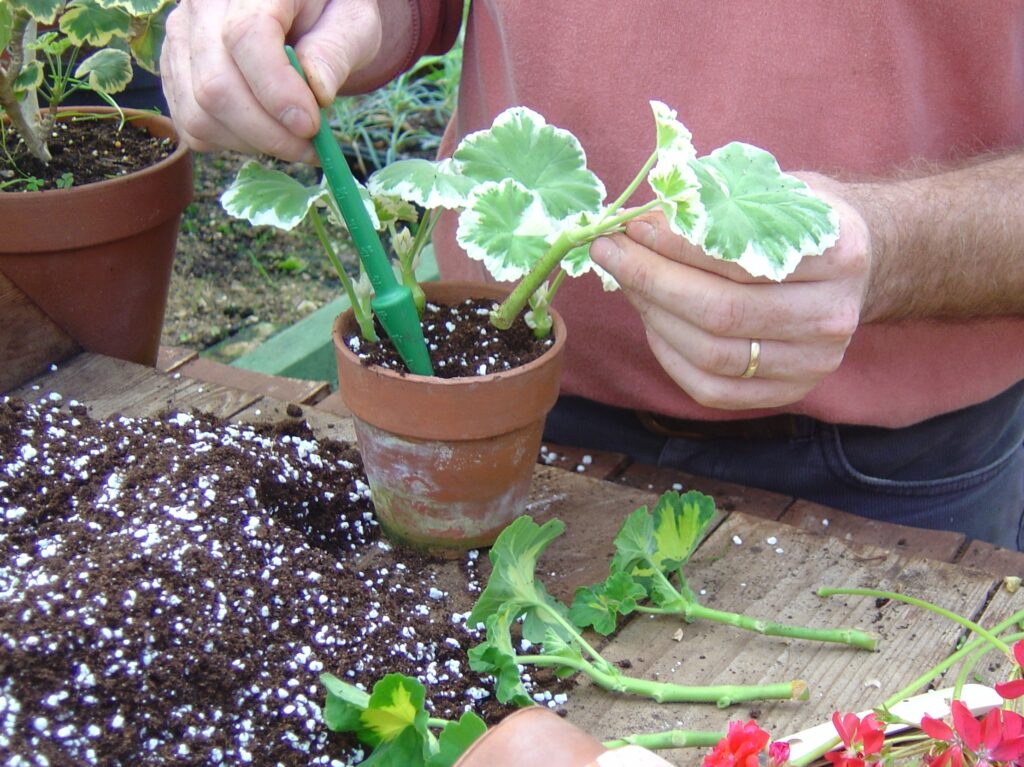 Time to take pelargonium cuttings