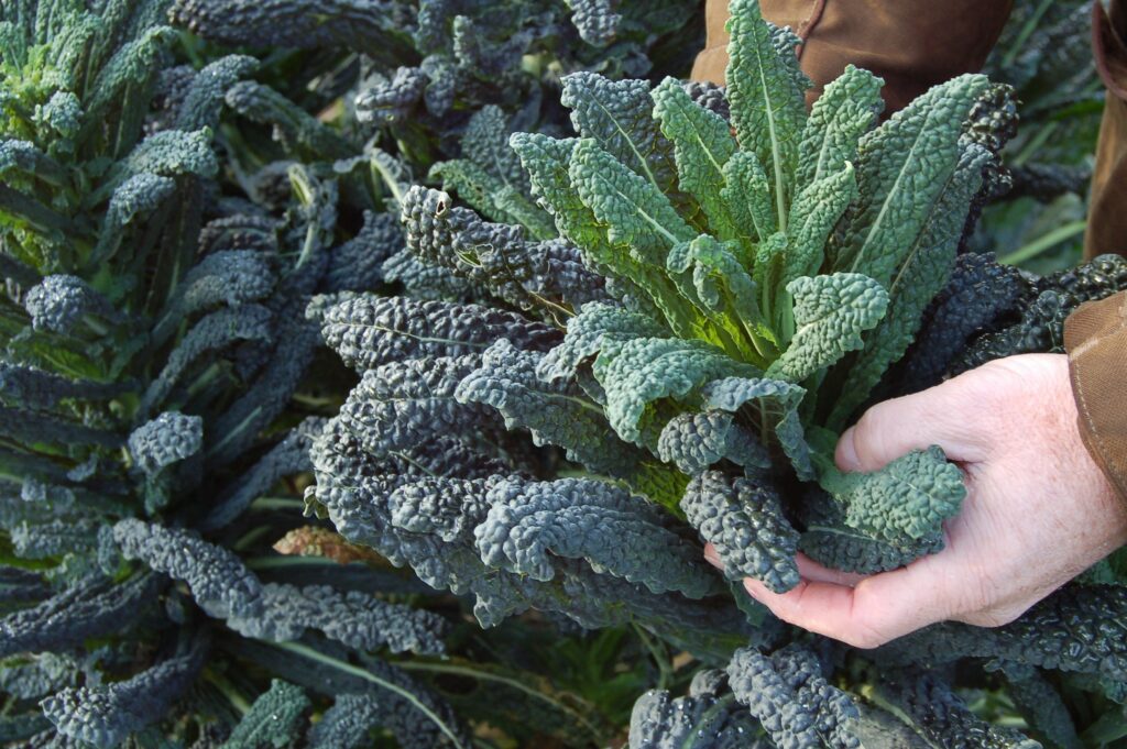 Enjoy the last of the Kale