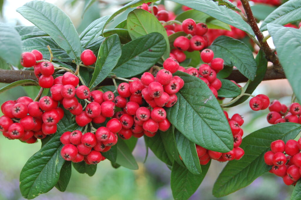 Cotoneaster x watereri 'John Waterer