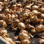 shallots-drying-in-the-sun
