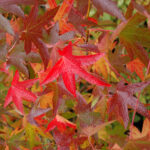 Liquidambar in our garden