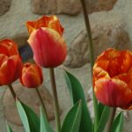 Colourful tulips in spring