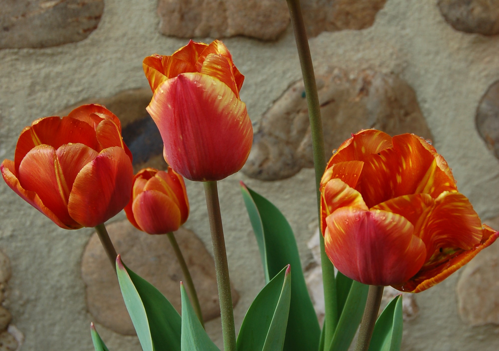 planting tulips and garlic