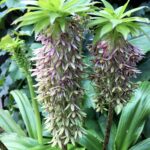Eucomis bicolour