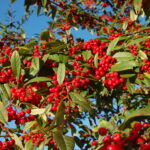 Cotoneaster 'John Waterer'