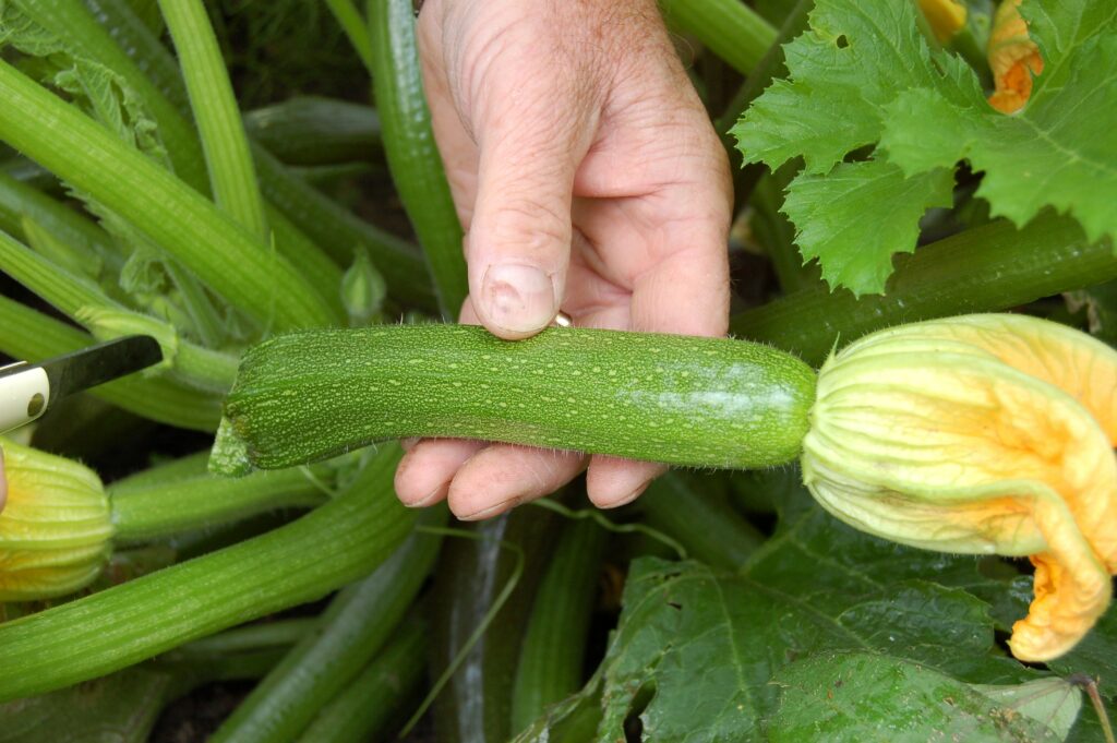Keep picking courgettes web