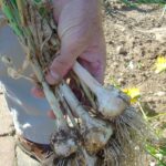 garlic harvest web