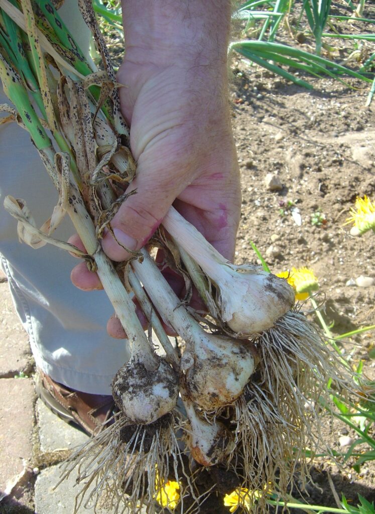 garlic harvest web