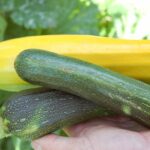 Mixed courgettes 2mp