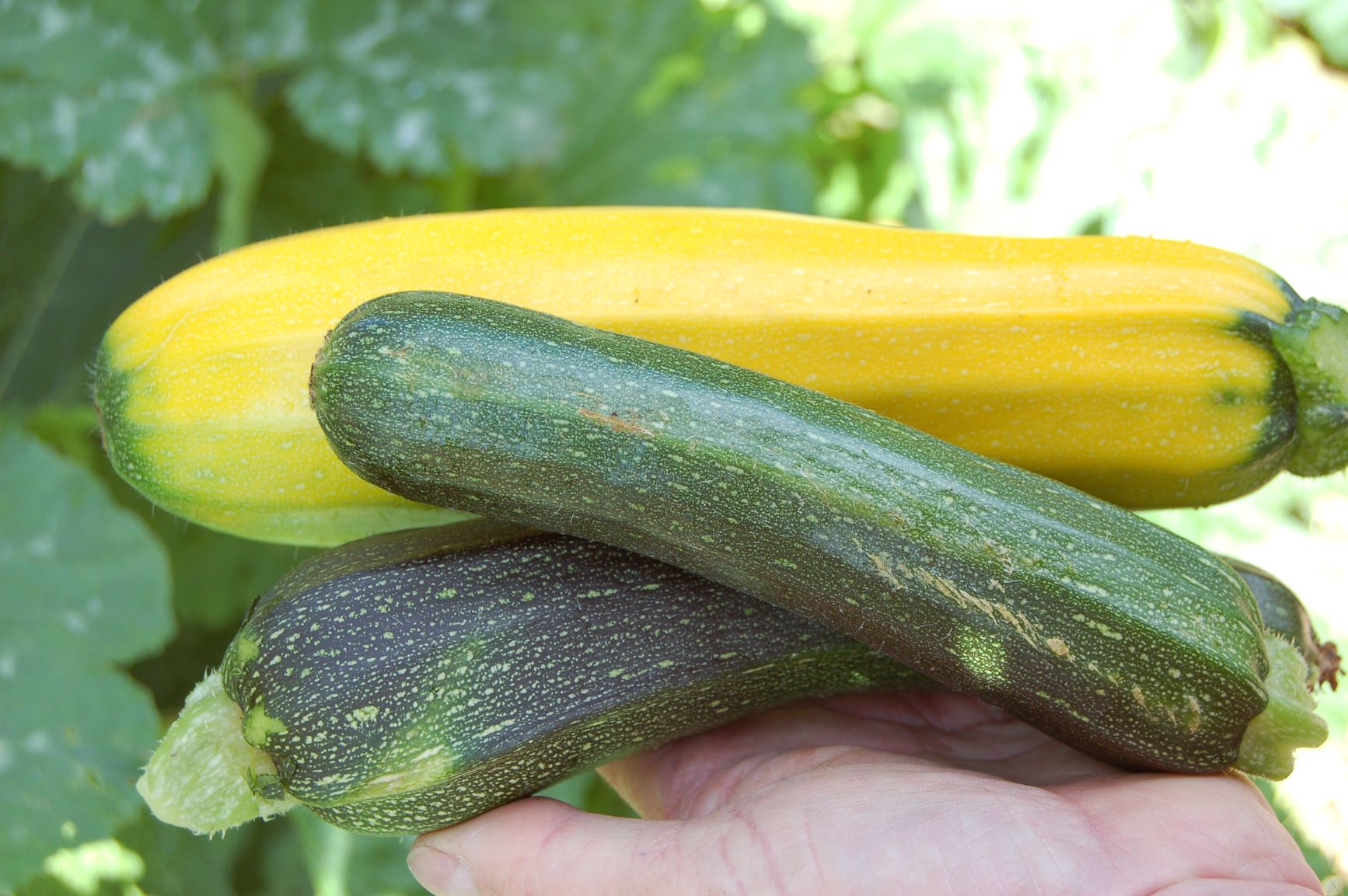 Courgettes everywhere in August's kitchen! Martin Fish simply gardening