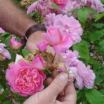 rose head-head