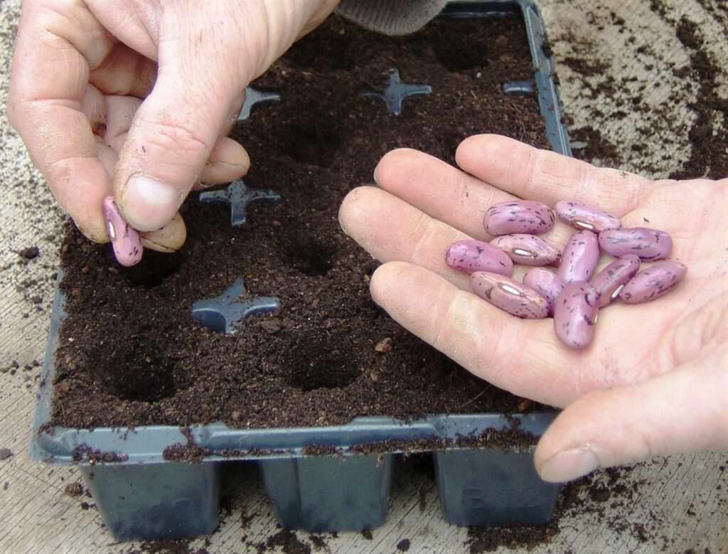 Sowing runner beans in cell trays - web