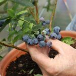 Blueberries web