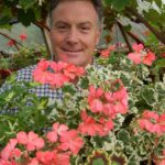 Pelargonium cuttings - main pic