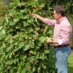 runner beans pic web
