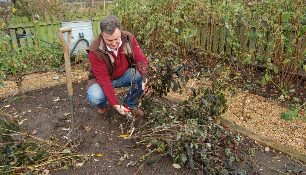 Cutting down the frosted stems of dahlia web