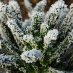 Frosted kale web