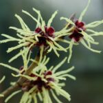 Witch hazel web