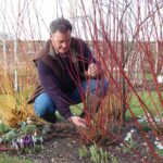 Pruning dogwoods web