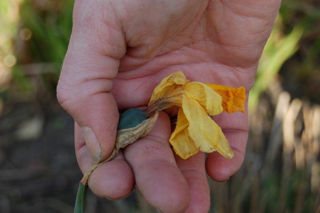 Deadheading daffodils web