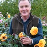 Dahlias - main pic. web