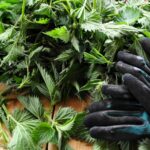 Nettle cordial - use good gloves web