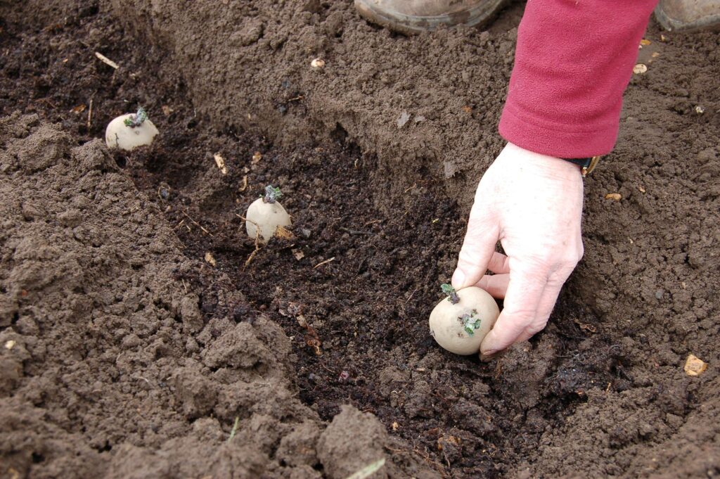 Plant early potatoes - step 3 web