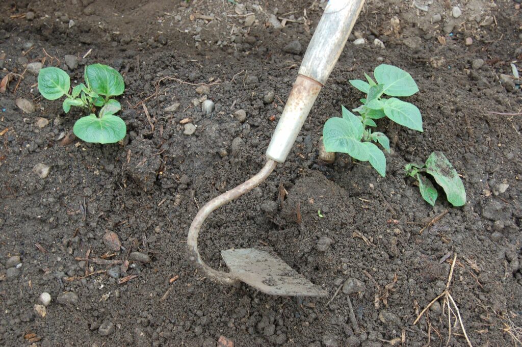 Earth-up new potato shoots - web