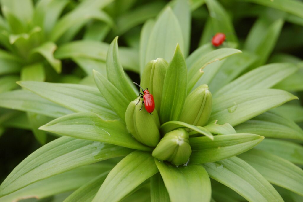 Pick off lily beetles to reduce damage to the plants web