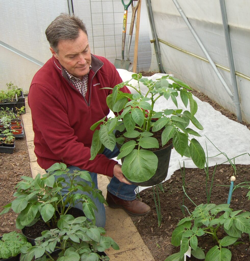 Potatoes growing in pots crop