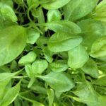 spinach web
