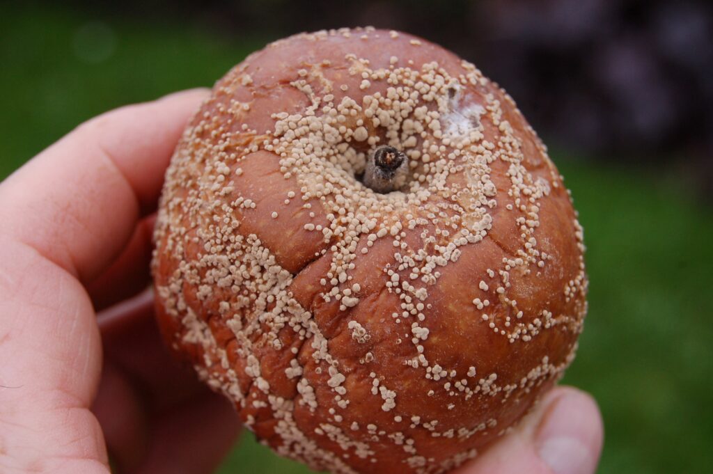 aa Brown rot on apples