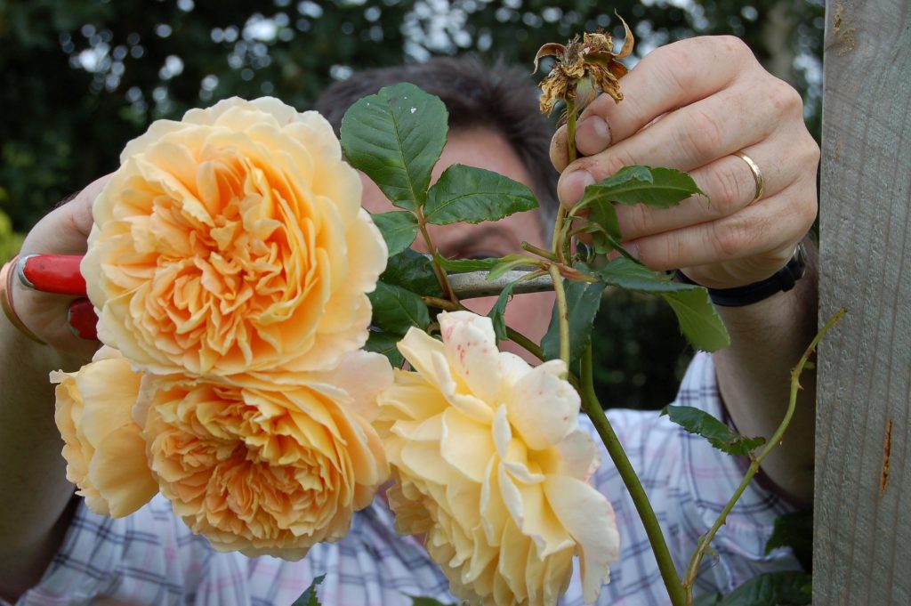 1 Deadhead roses web