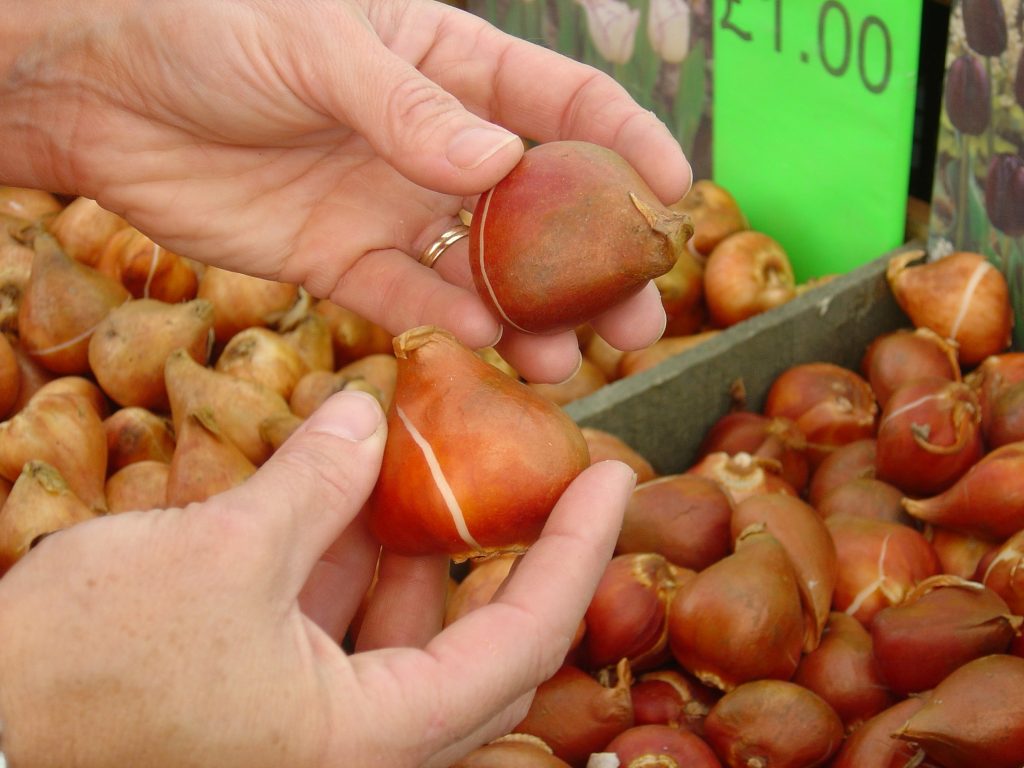 1 Spring bulb planting - web