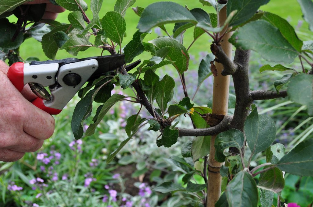 1 spur pruning apple web